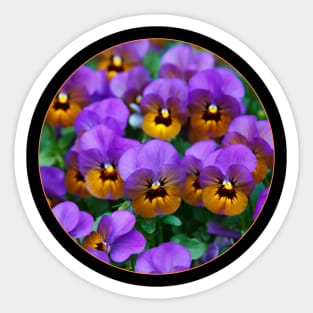 Circle of Purple and Yellow Flowers by Day Sticker